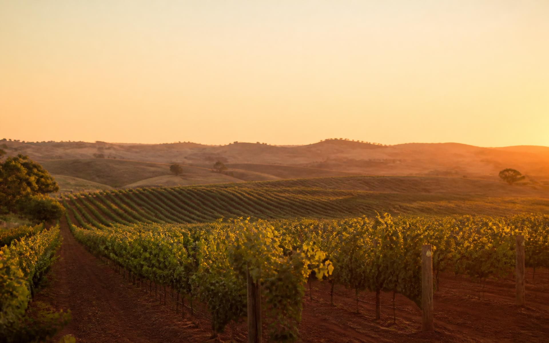 Vineyard rows on red earth at golden hour